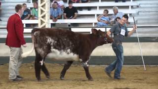 Sure Champ 2013 Grand Champion Shorthorn Jr Nationals Purebred Owned Heifer [upl. by Paluas]