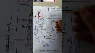 Counter current mechanism biology shortvideo shorts youtubeshorts [upl. by Carolyn]