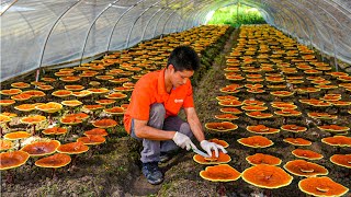 Reishi Mushroom Growing Process  How Red Reishi Mushrooms Are Grown  Amazing Reishi Mushroom Farm [upl. by Dovev873]