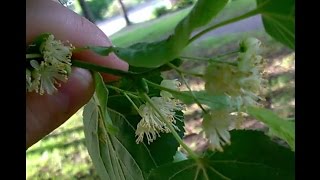 Lime Linden Flowers  And Making Lime Flower Tisane [upl. by Rohn923]