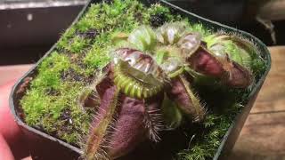 Cephalotus in a nutshell [upl. by Devy]