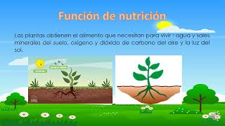 FUNCIONES VITALES DE LAS PLANTAS [upl. by Senhauser841]