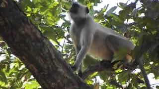 Alarm calls by Langoor monkey and spotted deer [upl. by Rema462]