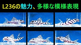 L236スーパーメガクラウンゼブラの魅力、その表現をご覧ください。 [upl. by Ahseer]