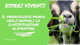 il mondo degli animali scuola primaria CLASSIFICAZIONE ALIMENTARE [upl. by Friederike]