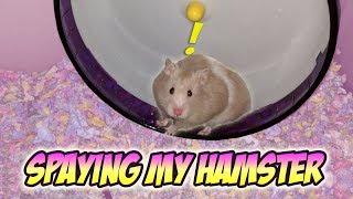 Hamsters Pyometra Spay Surgery  Zeldas Story  Munchies Place [upl. by Adnylg]