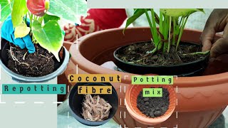 How Should I Repot My AnthuriumLaceleaf Plant [upl. by Antonie]