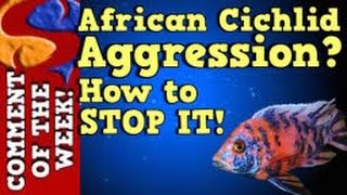 African Cichlid Aggression Why It Happens and How To Stop It COTW Episode 10 [upl. by Elna]