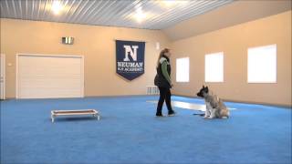 Captain Akita Dog Training Demonstrational Video [upl. by Anuaek390]