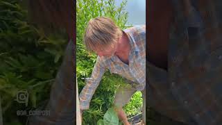 Dr Compost  Gardening Tips Interesting Plants shorts [upl. by Euqirdor]