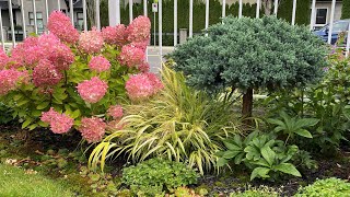 Seed Heads Hakonechloa Aureola In Front Yard 4K  September 2024 [upl. by Yv]