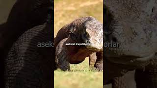 Komodo Dragons will Cause Males to go Extinct veterinary facts animals wildlife evolution [upl. by Soma]