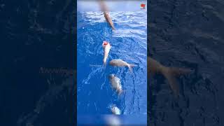 Deep Sea Fishing for Rosy Snapper fishing fishingvideo oceanfishing [upl. by Aikkin867]