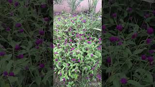 Gomphrena globosa in our Gardenమా గార్డెన్ లోని బొగడ బంతి పువ్వులు [upl. by Avahc]