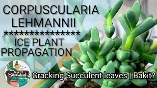 65100 Ice Plant Succulent  Corpuscularia Lehmannii • Why Succulent leaves crack [upl. by Darach454]