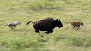 Can This Buffalo and Calf Escape These Hungry Wolves  BBC Earth [upl. by Aloeda]