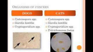 Diagnosis and Treatment of Protozoal Infections in Shelters  conference recording [upl. by Nethsa]