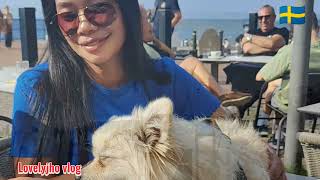 my day in Västra hamnen asmr animallover animals holiday naturelovers nature [upl. by Saraiya415]