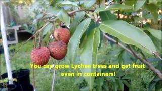 How to grow Lychee trees and get delicious fruit with Jason Pepe httpwwwpepesplantscom [upl. by Nnylrebma]