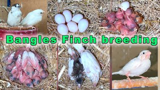 Bengalese Finch Breeding eggs lying to hatching full breed [upl. by Maccarone]