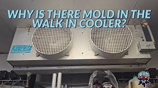 WHY IS THERE MOLD IN THE WALK IN COOLER [upl. by Boccaj]