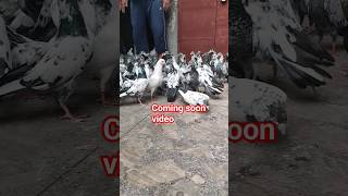 Saharanpuri Pigeon Coming Soon Video pigeonvideo youtubeshorts pigeonstatus [upl. by Yee]