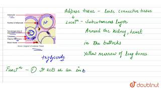 Give a short account of structure and function of adipose tissue [upl. by Enayr228]