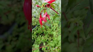 Fuchsia riccartonii and how to take cuttings [upl. by Aicekan]