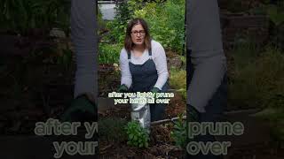 How to Prune Perennial Herbs at the End of Summer hotsummergardentip [upl. by Elleraj]