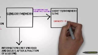 AS Level Psychology  The MultiStore Model Revision [upl. by Olimpia684]