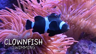 Living Coast Clownfish [upl. by Ledairam]