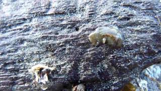 Intertidal Flatworms [upl. by Thorndike]