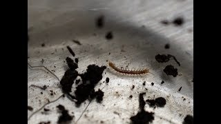 Centipedes in the soil [upl. by Avir]