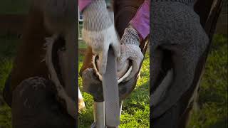 tiktok viral foryou farrier farrierlife farriersoftiktok horse hoof hoofcare satisfying [upl. by Kared489]