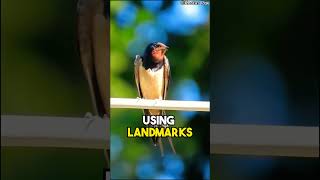 🤯 Swallow Facts Things You Didn’t Know About These Incredible Flyers 🚀swallow animalfacts [upl. by Sackville350]