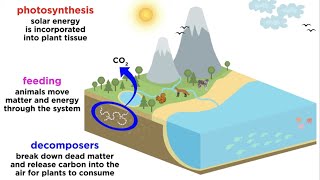 Scales of Ecology Part 3 Ecosystems [upl. by Nidnal252]