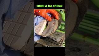 OMG A lot of Pus tiktok fyp viral cow hoof hoofcare hoofpicking hoofcleaning hooftriming [upl. by Alain775]