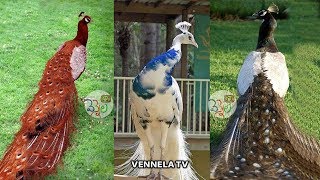 Beautiful amp Rare Peacocks in the World  Never Seen this Peacocks  VENNELA TV [upl. by Magavern]