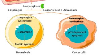 Mechanism of action of LAsparaginase chemotherapy [upl. by Nynnahs]