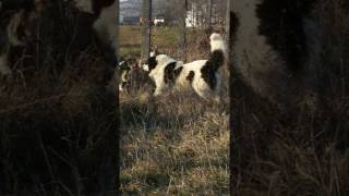 BULGARIAN DOG Goran kennel  SIMBEN BG Vratsa [upl. by Mcnalley]