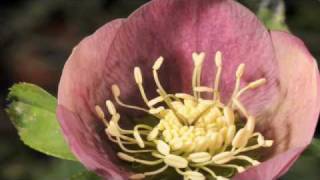 Time lapse Hellebore flower with stamens uncurling [upl. by Savina]