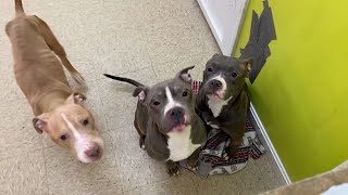 Pit bulls abandoned in Mass city show signs of abuse malnourishment [upl. by Dedra]