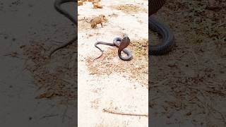 knig cobra vs dog shortvideo [upl. by Akkinahs]