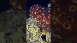 Holothuria Sea cucumber of Phylum Echinodermata [upl. by Elatan387]