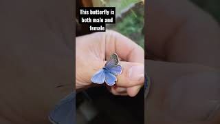 Gynandromorph Butterfly Polyommatus icarus RARE [upl. by Calley]