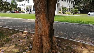 Robarosiya Tree Tabebuia rosea [upl. by Leinaj]