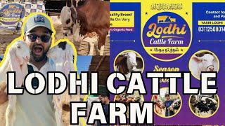 Alhamdulillah soda hogaya Big thanks for lodhi cattle farm khoobsurat haseeen janwar anmol heere 🐄✨ [upl. by Suehtomit]