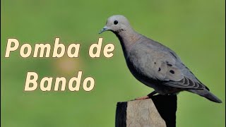 20 Curiosidades sobre a Pomba Avoante [upl. by Imij]