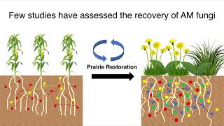 Recovery of Arbruscular Mycorrhizal AM Fungi in Ag Soils with Grassland Plants  Kevin MacColl [upl. by Ferne269]