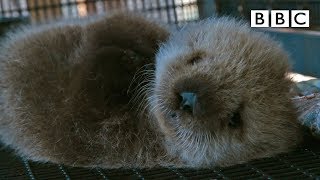 Welcome to the orphaned sea otter salon  Super Cute Animals  BBC [upl. by Anekahs]